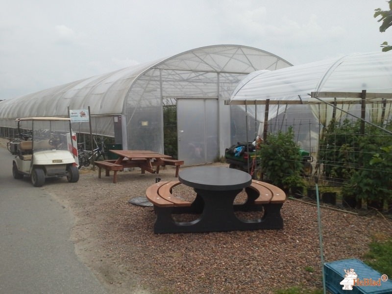 Zachtfruit Schalkwijk BV uit Schalkwijk
