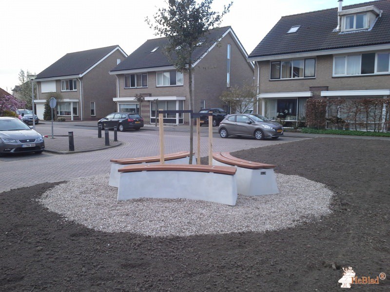 Rondom een boom in Zuid-Beijerland uit Zuid-Beijerland