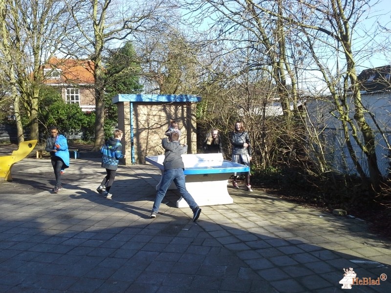 Tweemaster - Kameleon uit Oost-Souburg